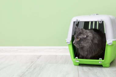 Renk duvarının yanında şirin bir kedi var.