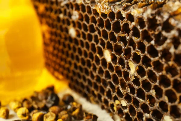 Соты Пчелиным Хлебом Вид Крупным Планом — стоковое фото