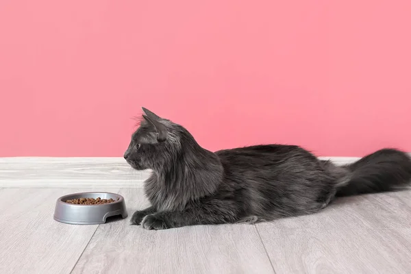 Leuke Kat Kom Met Voedsel Buurt Van Kleur Muur — Stockfoto
