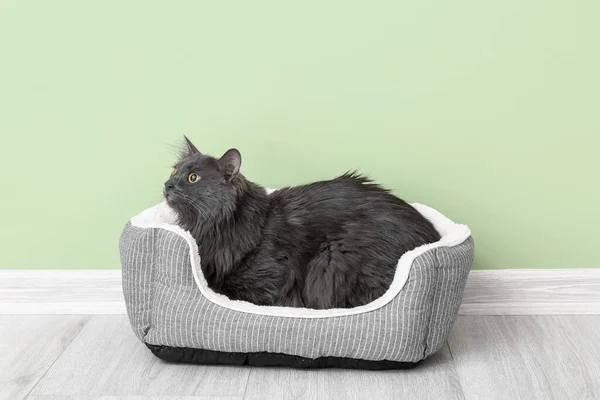 Roztomilý Šedá Kočka Pet Posteli Blízkosti Barevné Stěny — Stock fotografie