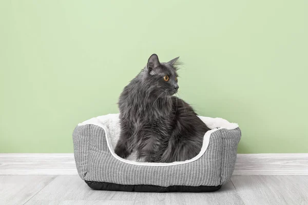 Niedliche Graue Katze Tierbett Der Nähe Der Farbwand — Stockfoto