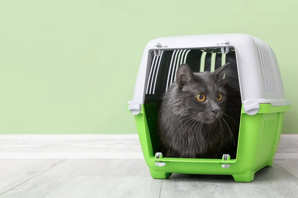 Cute Cat Carrier Color Wall — Stock Photo, Image