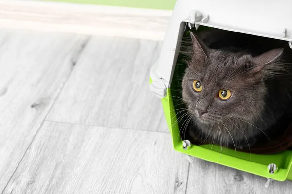 Cute Cat Carrier Home — Stock Photo, Image