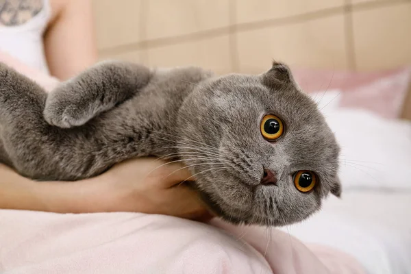 Cute Grey Cat Owner Home — Stock Photo, Image