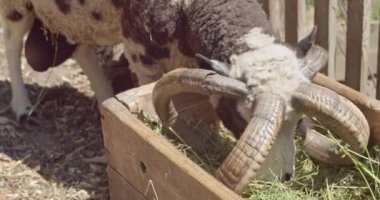 Çiftlikteki şirin Jacob koyunu