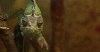 Hayvanat bahçesinde peçeli bukalemun