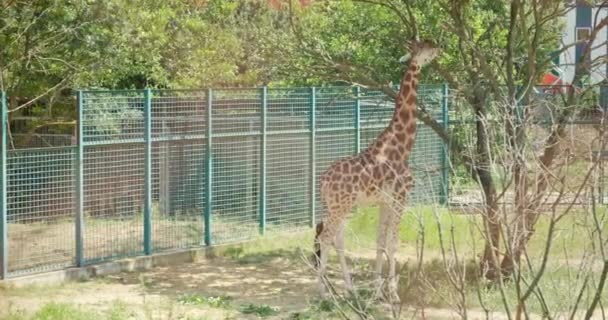 Schöne Giraffe Zoologischen Garten — Stockvideo