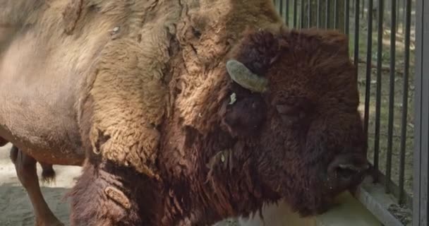 Gros Bison Dans Jardin Zoologique — Video