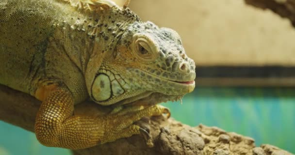 Grüner Leguan Zoologischen Garten — Stockvideo