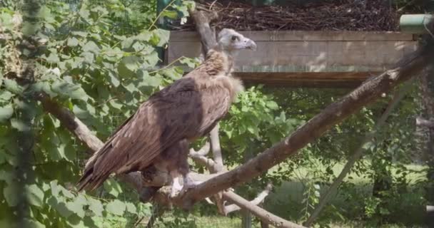 Zoolojik Bahçede Kara Akbaba — Stok video