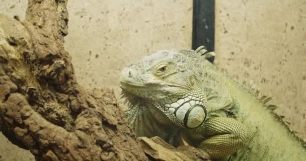 Zöld Iguána Állatkertekben — Stock videók
