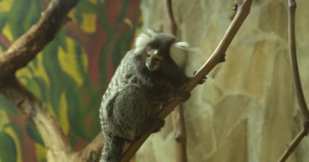 Niedliches Äffchen Zoologischen Garten — Stockvideo