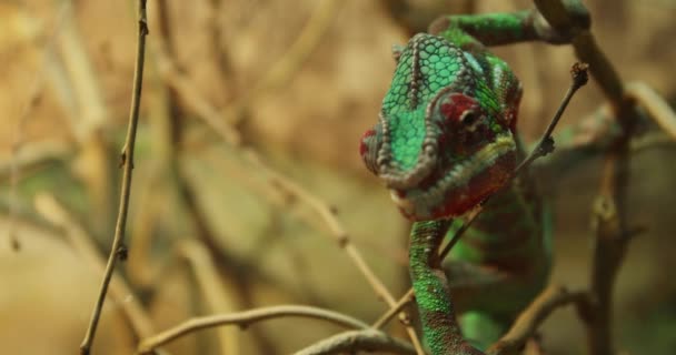 Camaleão Bonito Jardim Zoológico — Vídeo de Stock