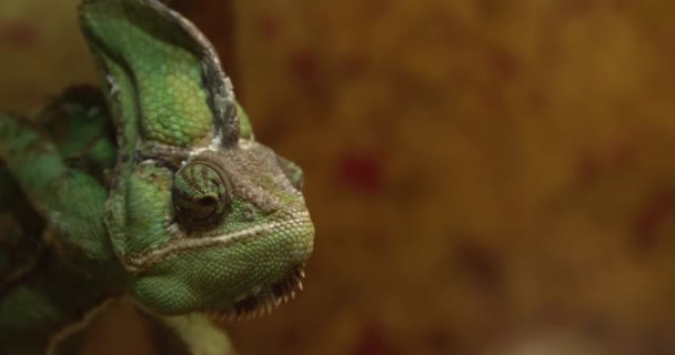 Camaleón Velado Jardín Zoológico — Vídeos de Stock