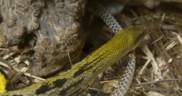 Große Schlange Zoologischen Garten — Stockvideo