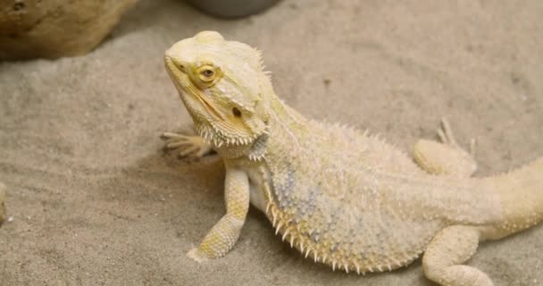 Bearded Dragon Lizard Zoological Garden — Stock Video