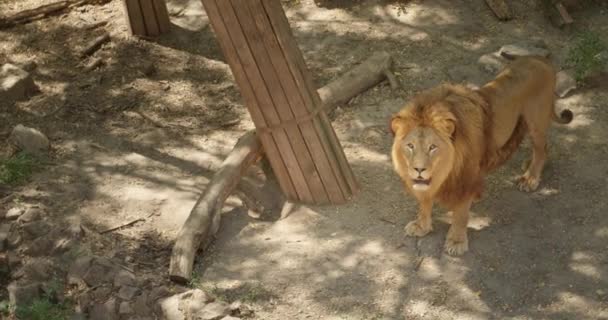 Schöner Löwe Zoologischen Garten — Stockvideo