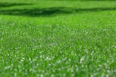 Sahada taze yeşil çimenler