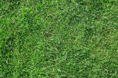 Çimlerde taze yeşil çimenler