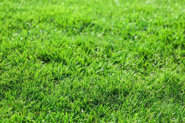 Çimlerde taze yeşil çimenler