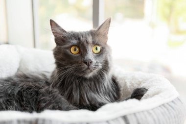 Evcil hayvan yatağındaki sevimli gri kedi.