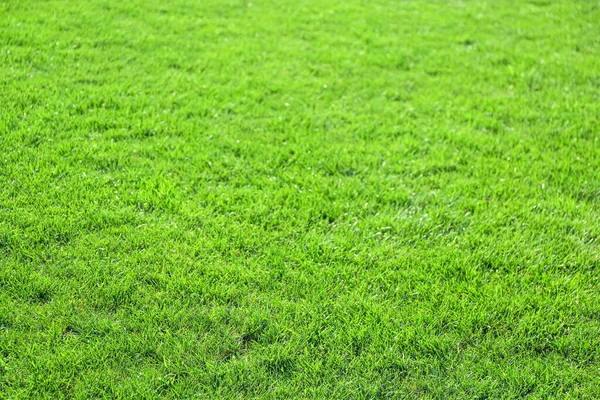 Grama Verde Fresca Gramado — Fotografia de Stock