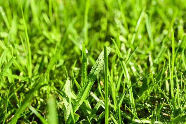 Fresh Green Grass Lawn — Stock Photo, Image