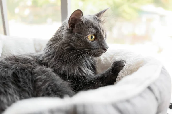 Cute Grey Cat Pet Bed Home — Stock Photo, Image