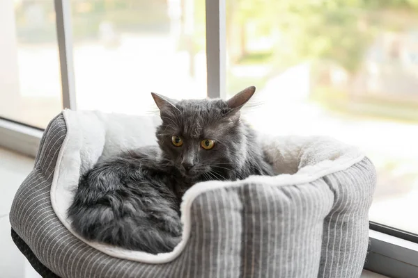 Leuke Grijze Kat Huisdier Bed Thuis — Stockfoto