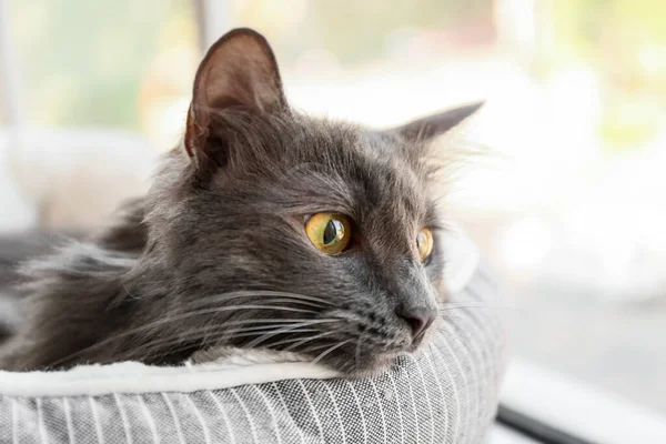 Evcil Hayvan Yatağındaki Sevimli Gri Kedi — Stok fotoğraf