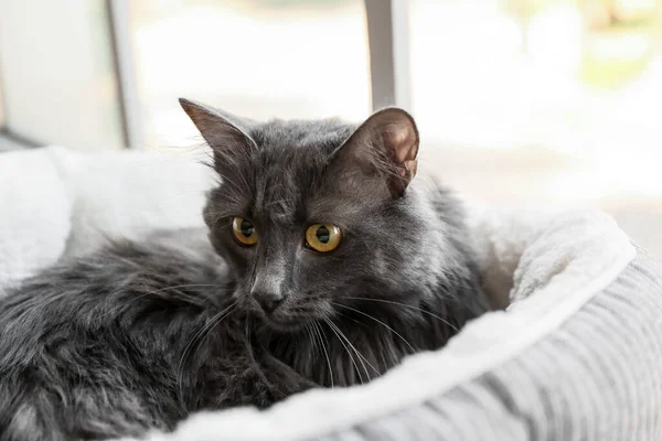 Cute Grey Cat Pet Bed Home — Stock Photo, Image