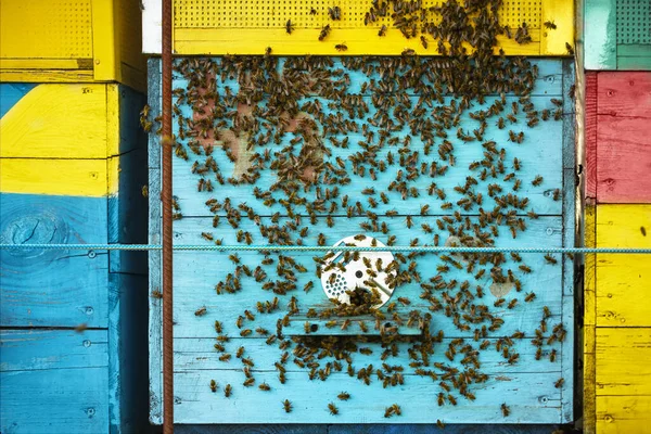 Pokrzywka Pszczołami Pasiece — Zdjęcie stockowe