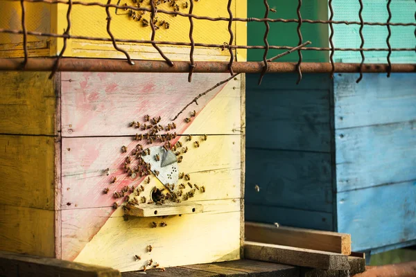 Hives Bees Apiary — Stock Photo, Image