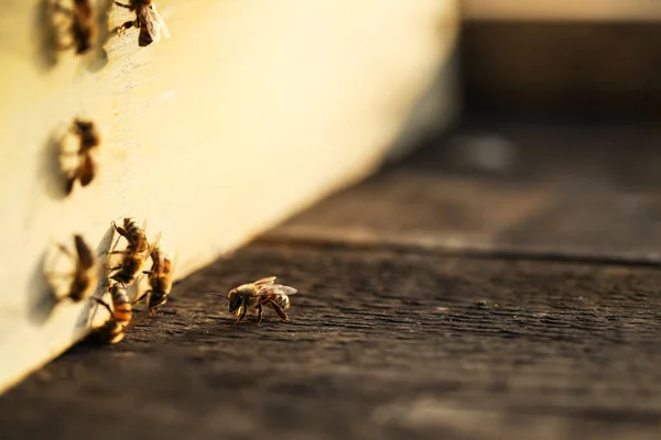 Hive Bees Apiary Closeup — Stock Photo, Image