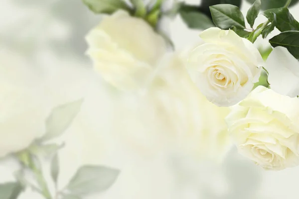 Hermosas Rosas Blancas Sobre Fondo Borroso — Foto de Stock