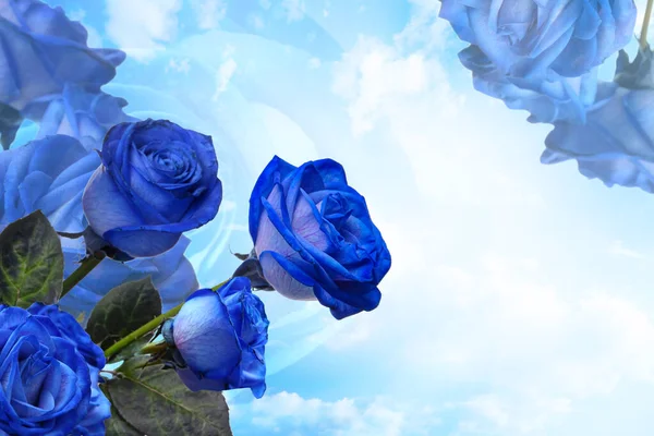 Belles Roses Bleues Sur Fond Ciel — Photo