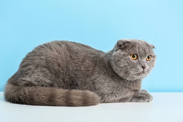 颜色背景上可爱的灰猫 — 图库照片