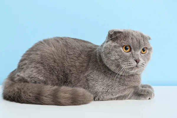 颜色背景上可爱的灰猫 — 图库照片