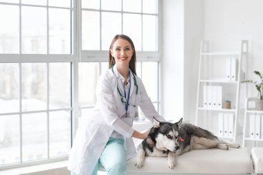 Veteriner Clinic sevimli köpek inceleyerek