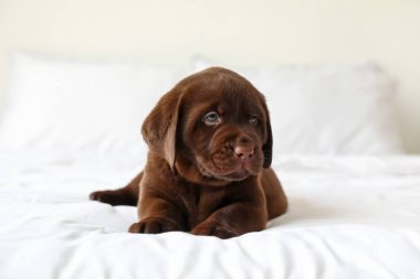 Yatak odasında şirin Labrador köpeği var.