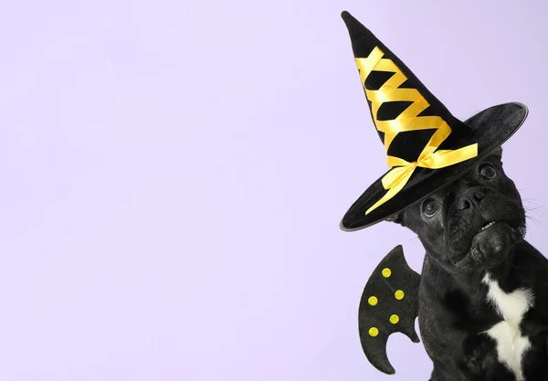 Забавный Пес Хэллоуин Декор Цветном Фоне — стоковое фото