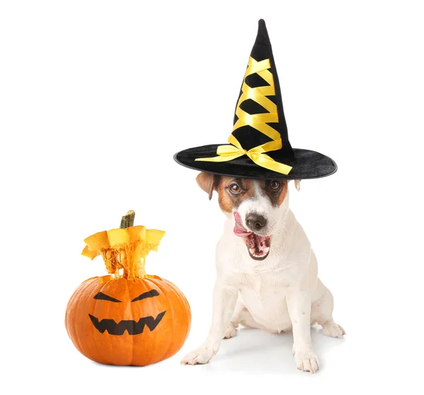 Engraçado Jack Russell Terrier Com Decoração Halloween Fundo Branco — Fotografia de Stock