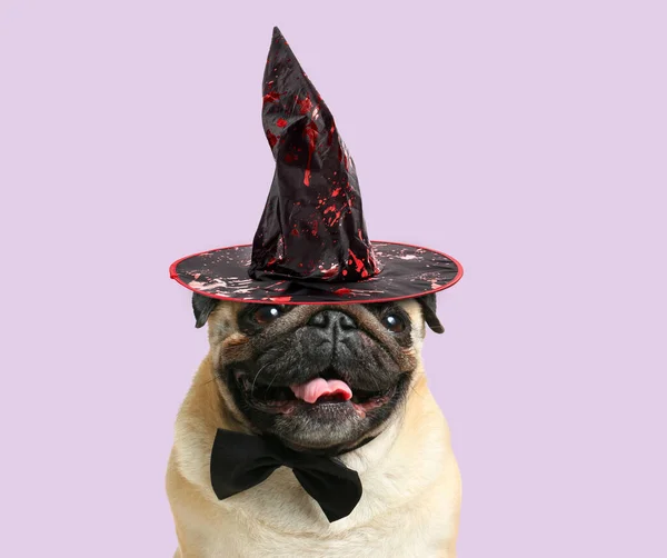 Funny Pug Dog Witch Hat Color Background — Stock Photo, Image