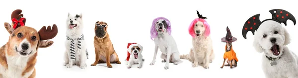 Chiens Drôles Avec Décor Halloween Sur Fond Blanc — Photo