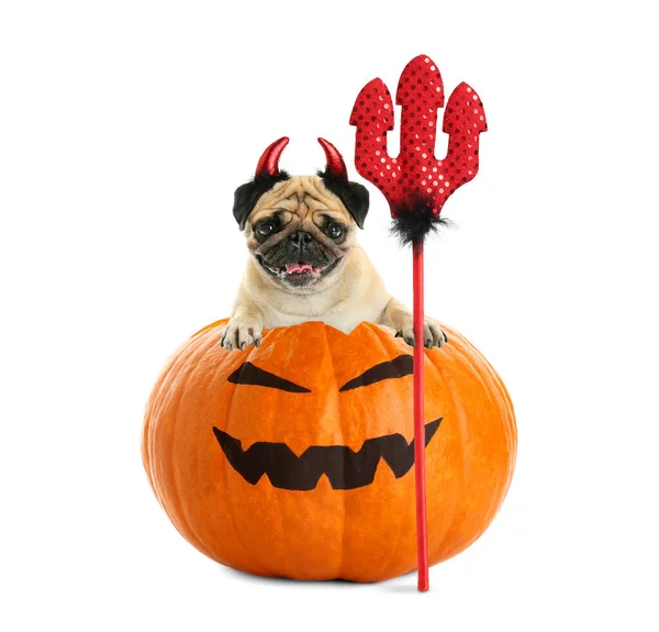 Beyaz Arka Planda Cadılar Bayramı Dekoru Olan Komik Pug Köpeği — Stok fotoğraf