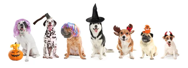 Chiens Drôles Avec Décor Halloween Sur Fond Blanc — Photo