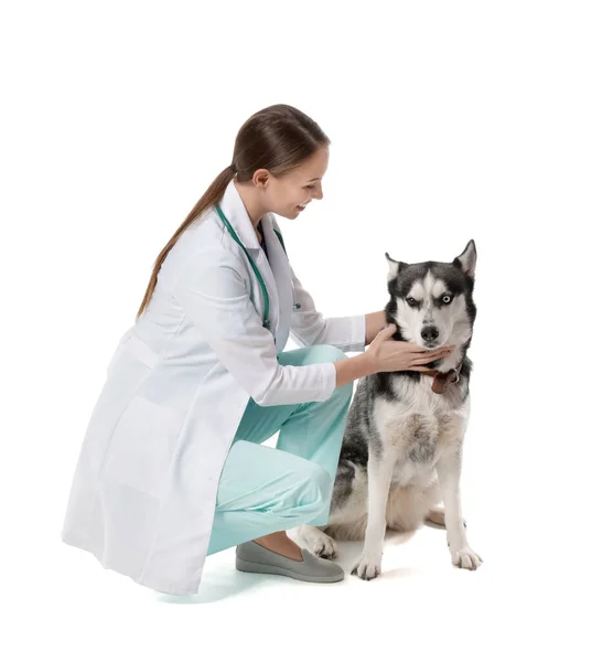 白い背景にかわいい犬と獣医 — ストック写真