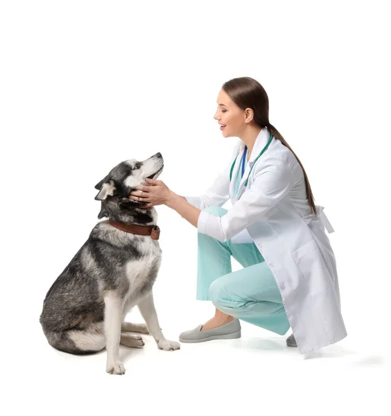 Veterinario Con Lindo Perro Sobre Fondo Blanco — Foto de Stock