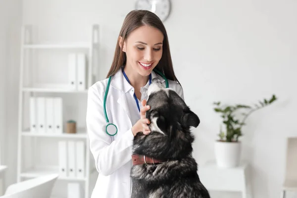 Veteriner Clinic Sevimli Köpek Inceleyerek — Stok fotoğraf