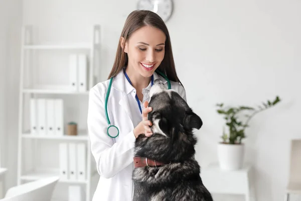 Veterinarian Examining Cute Dog Clinic — Stock Photo, Image